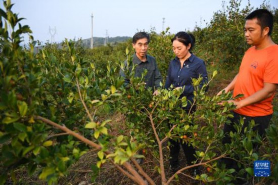 岭南森林里的“格桑花”